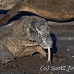 dragon_komodo_hsb_rinca_h_0923_kom2700.jpg